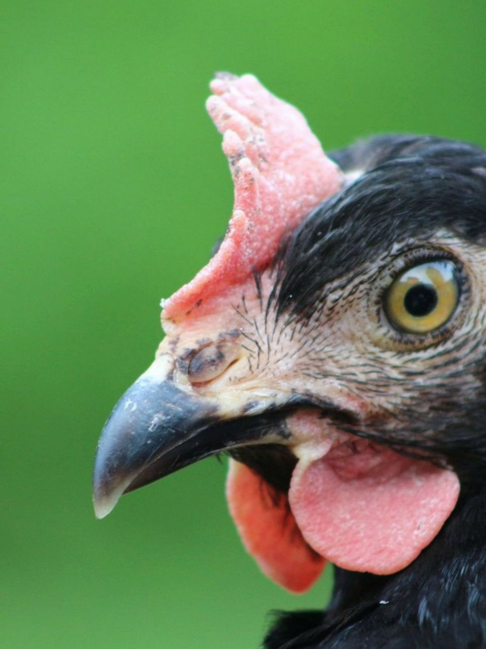 Gallinas libres